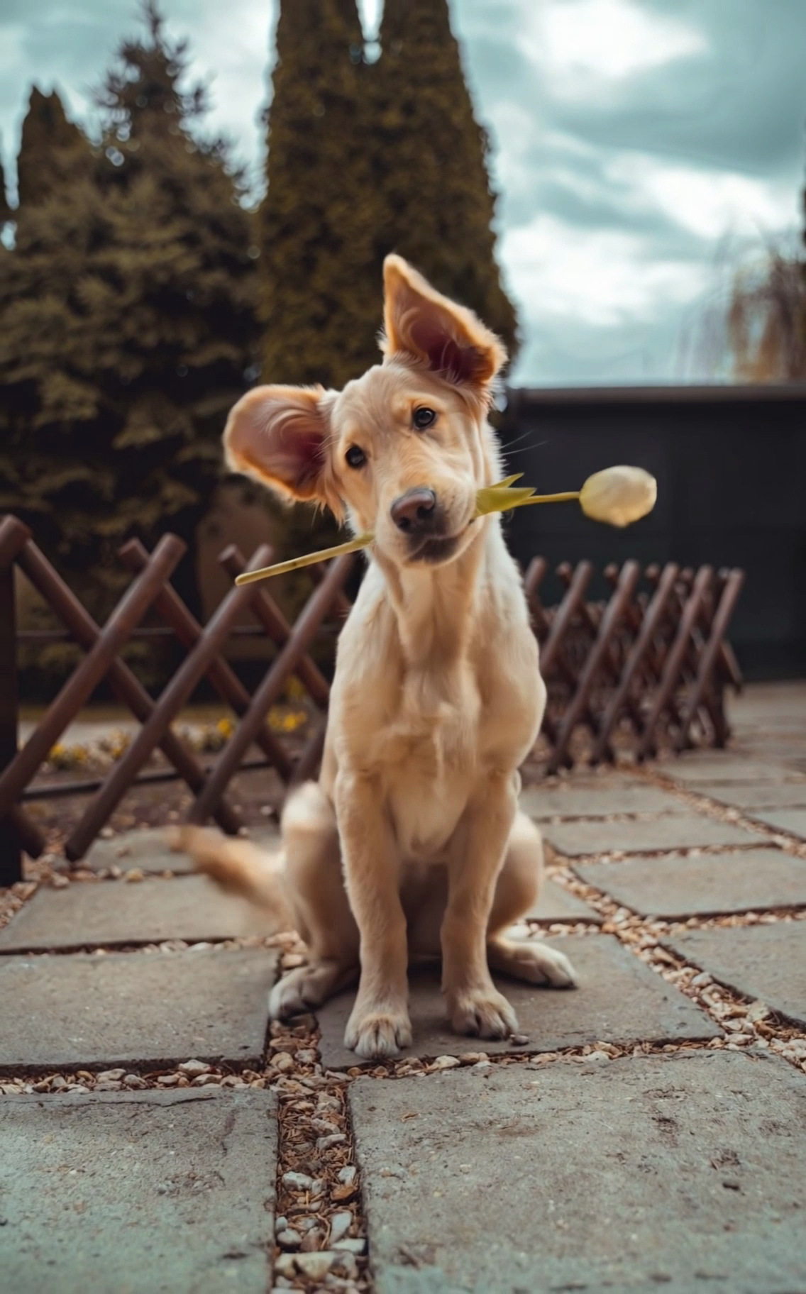 Pet Alive AI preset example